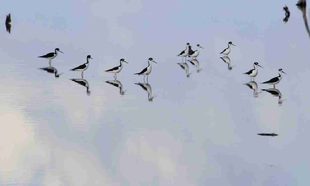 Ven 22 especies de aves playeras en Cozumel.