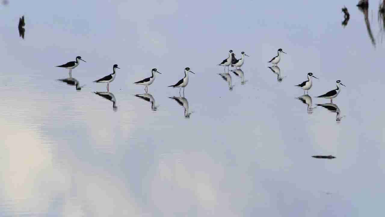 Día Mundial de las Aves Playeras | Ven 22 especies en Cozumel