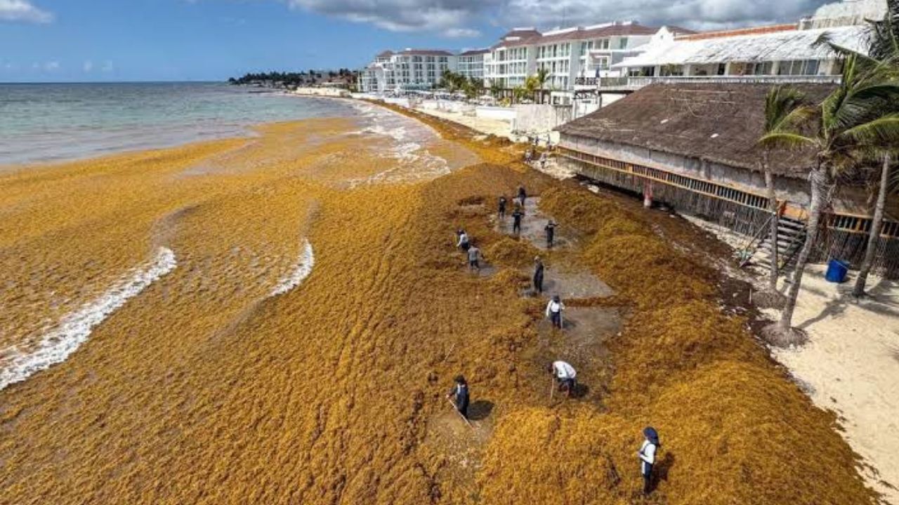 Sargazo se desplaza al Golfo de México: alertan nuevas rutas