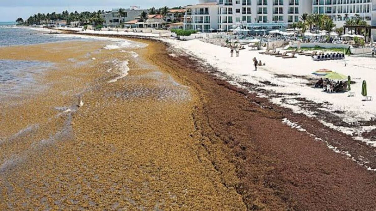 Sargazo se desplaza al Golfo de México: alertan nuevas rutas