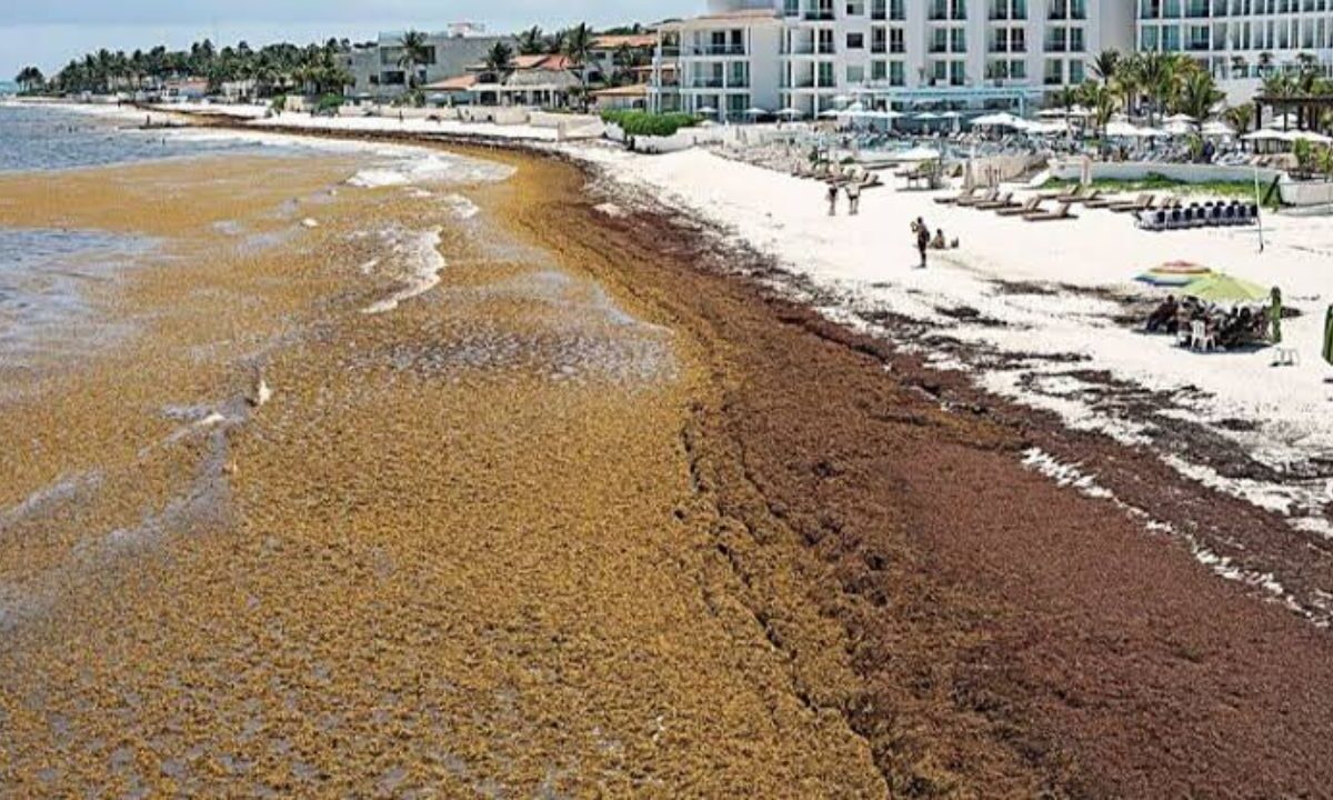 Sargazo se desplaza al Golfo de México: alertan nuevas rutas