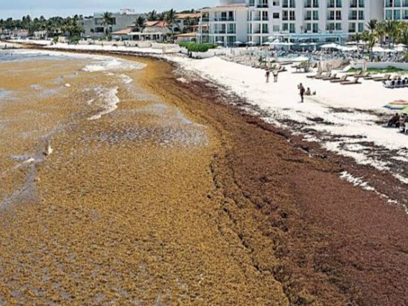 Detectan 4.2 millones de toneladas de sargazo desplazándose al Golfo de México