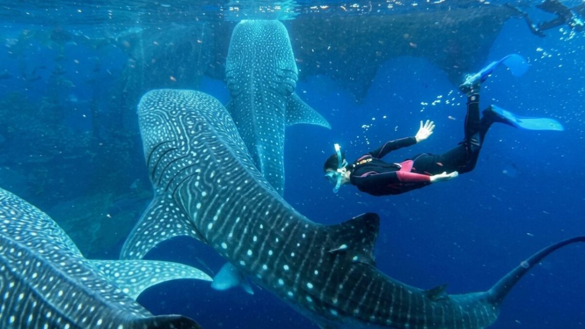 Tiburón ballena Holbox: Tour cae 80% al cierre de temporada