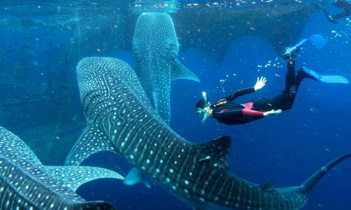 Tiburón ballena Holbox: Tour cae 80% al cierre de temporada