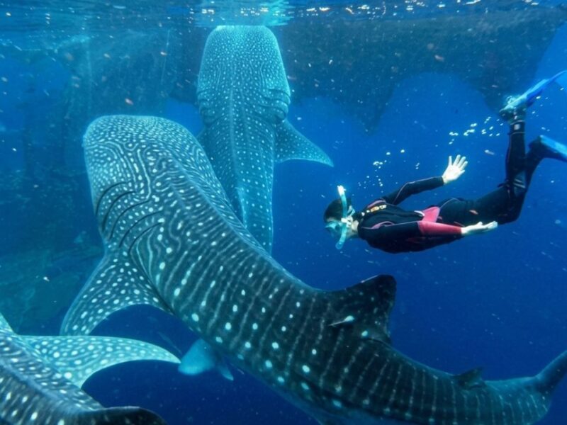 Se desploma 80% la actividad del tiburón ballena en Holbox ante el cierre de temporada