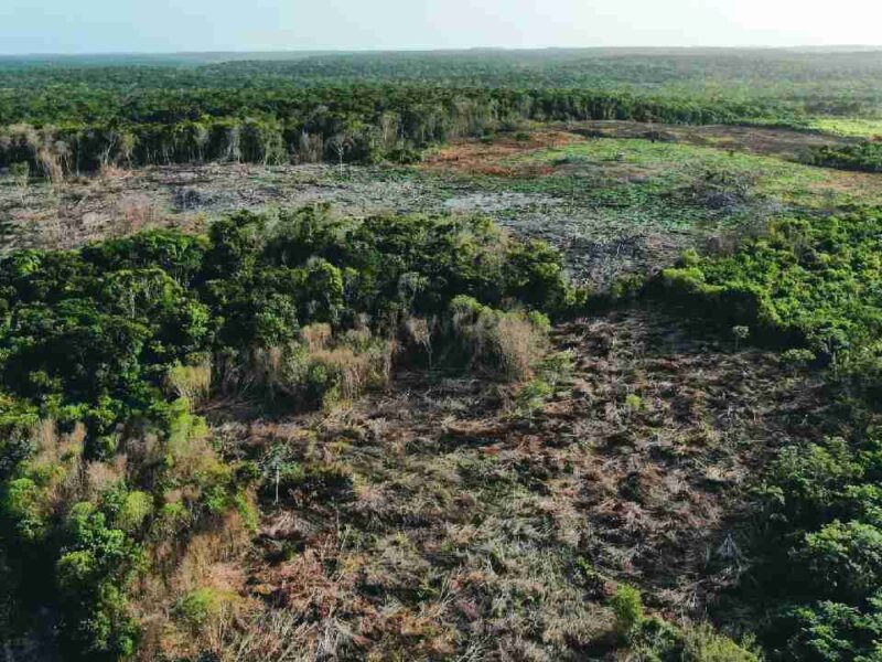 ¡Devastación! Bacalar pierde más de 25 mil hectáreas de selva en nueve años